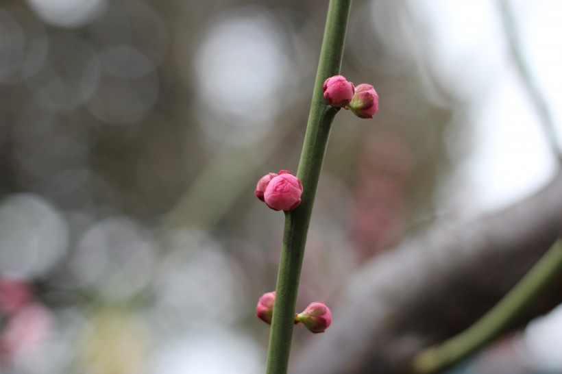 含苞待放的梅花图片