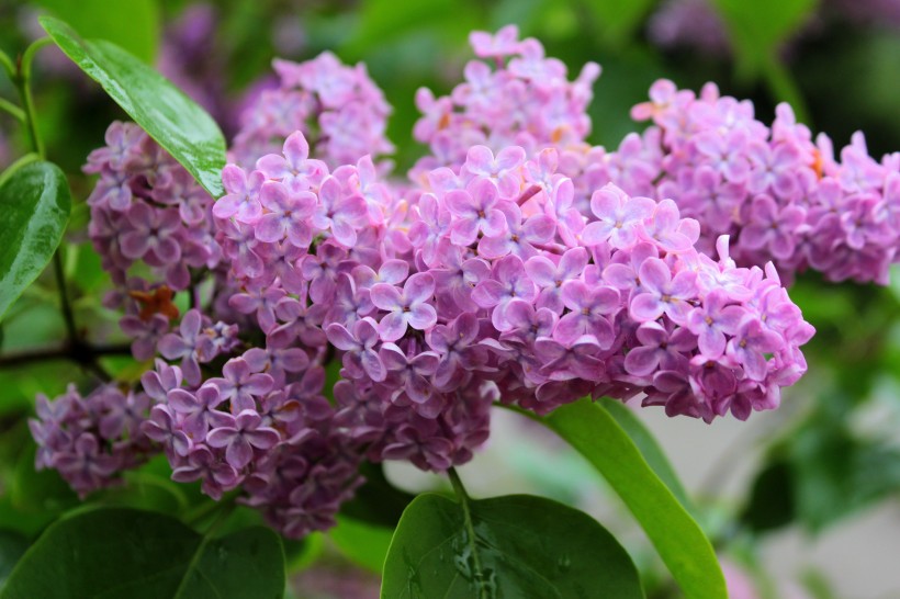 热闹盛开的丁香花图片