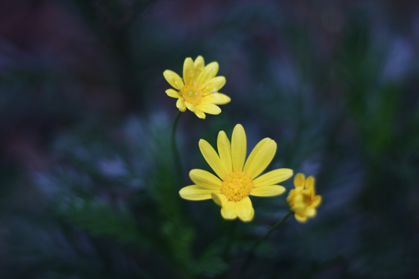 黄色的野生菊花图片