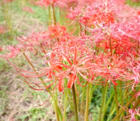 鲜红美丽的朱顶红花图片(11张)