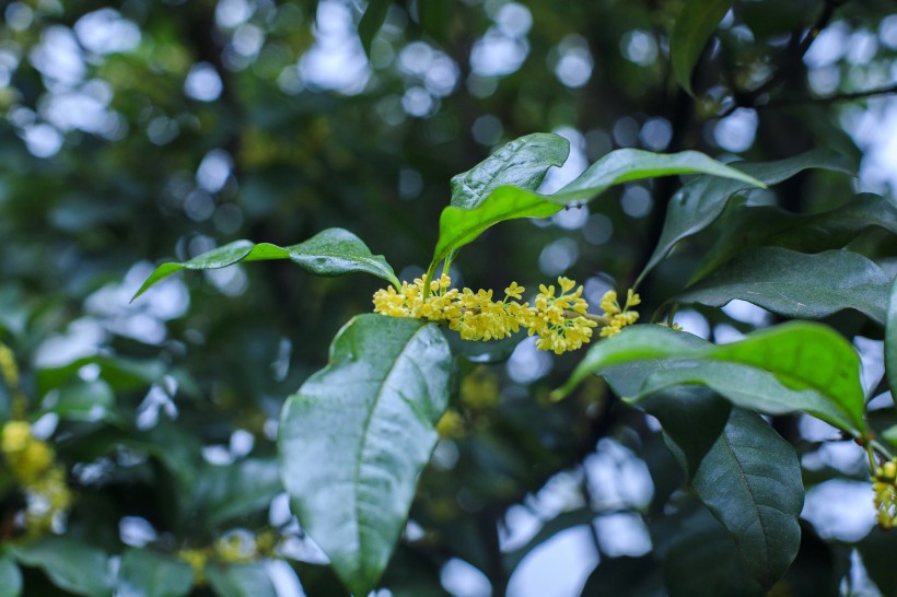 香甜的金色桂花图片