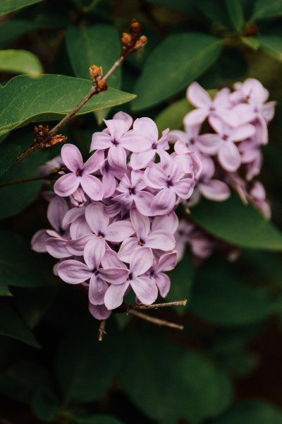 美丽的丁香花图片