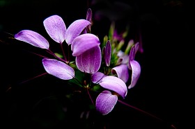 醉蝶花(10张)