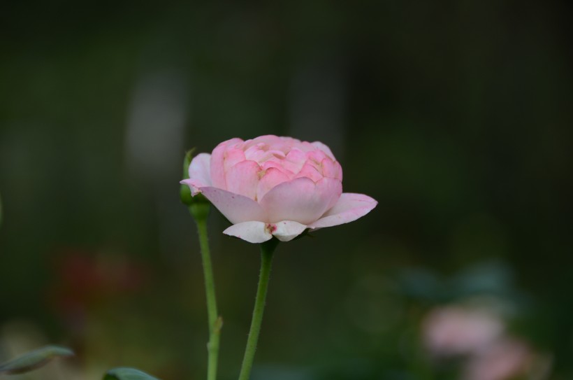 生命力旺盛的月季花图片