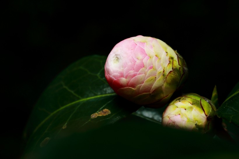 宫粉茶花图片