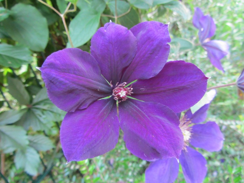 各种颜色盛开的芙蓉花图片