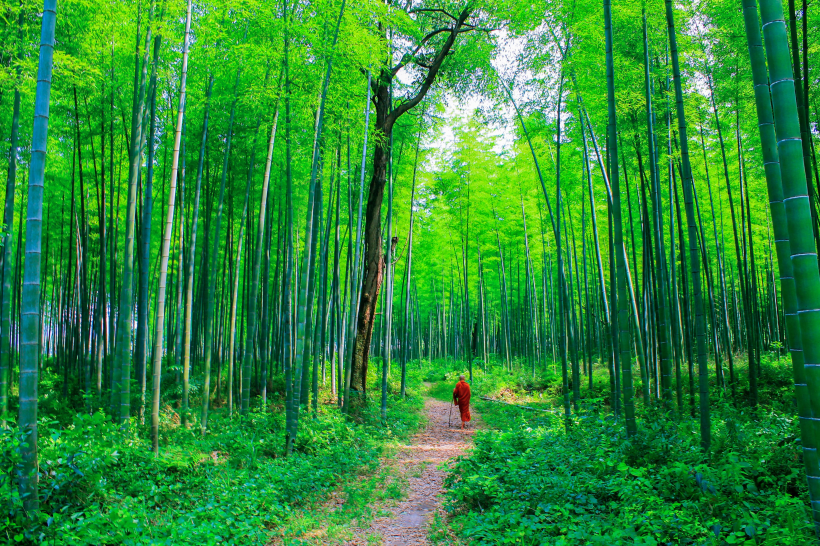 苍劲翠绿挺拔的竹林图片