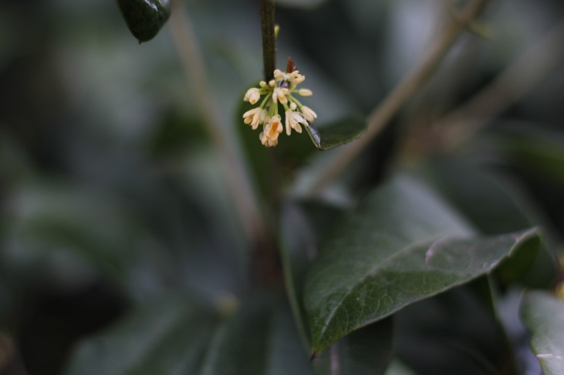 清香淡雅的桂花图片