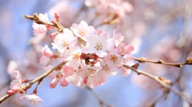 唯美的粉色樱花图片(22张)