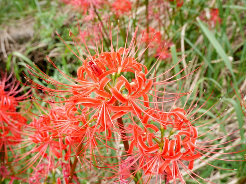 鲜红美丽的朱顶红花图片