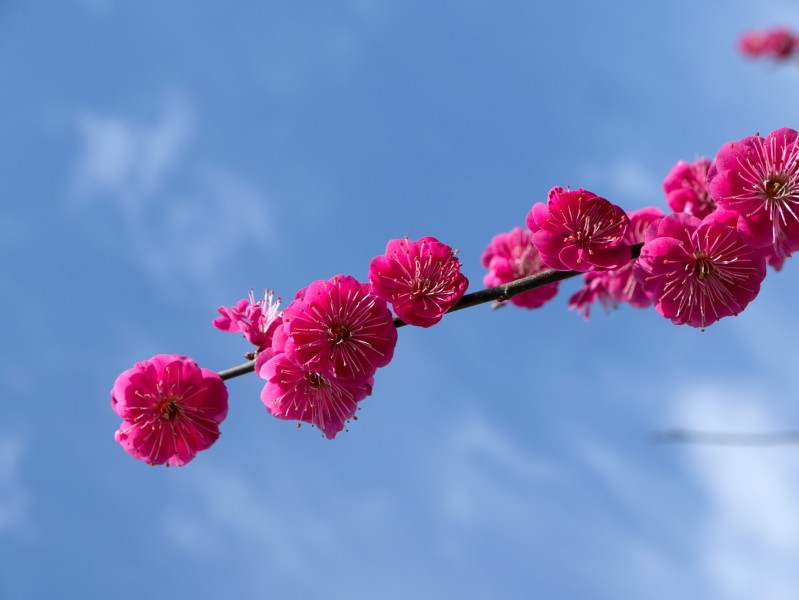 傲雪凌霜有气节的梅花图片