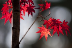 秋季火红枫叶图片(14张)