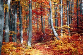 秋天颜色丰富的树叶图片(39张)