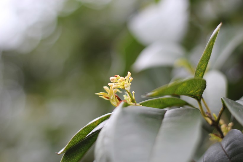 清香淡雅的桂花图片