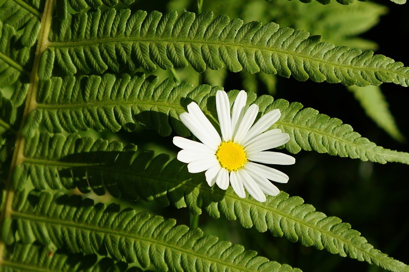 绿色蕨类植物图片