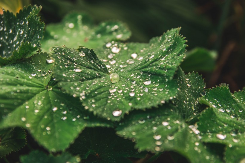 植物叶子上的水珠图片