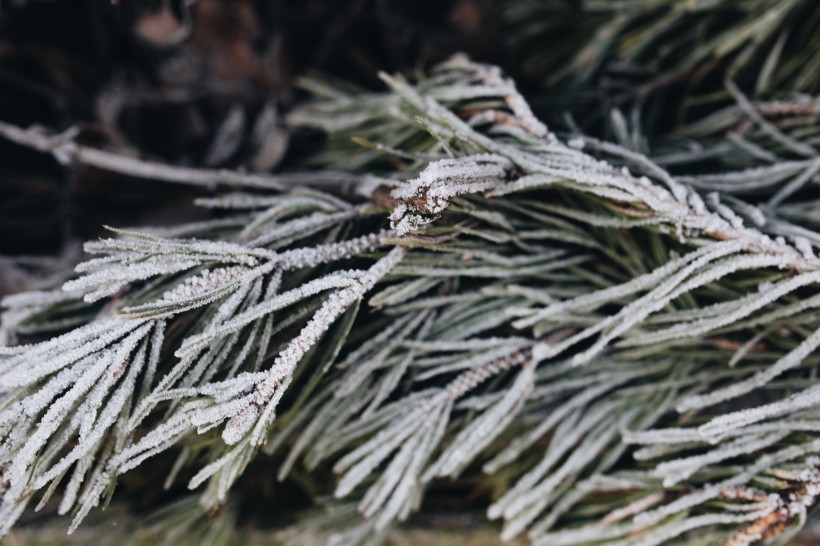 冰雪覆盖的植物图片