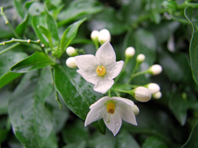 芳香洁白的茉莉花图片