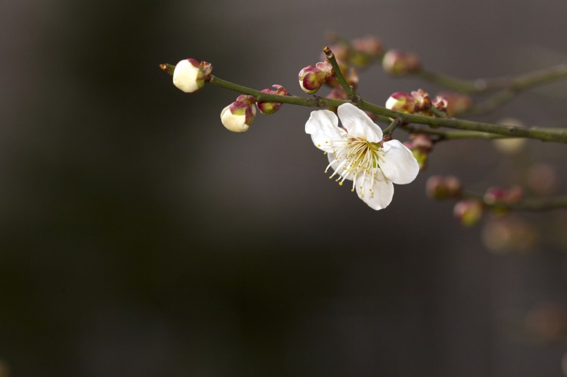 香气扑鼻的白梅花图片