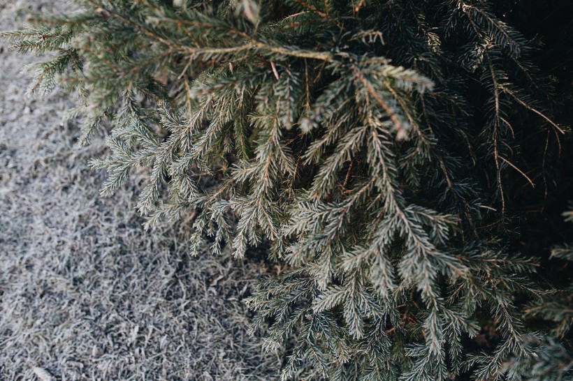 冰雪覆盖的植物图片