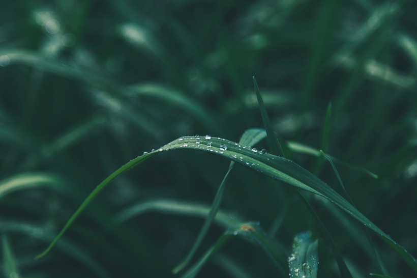 植物上的水珠图片