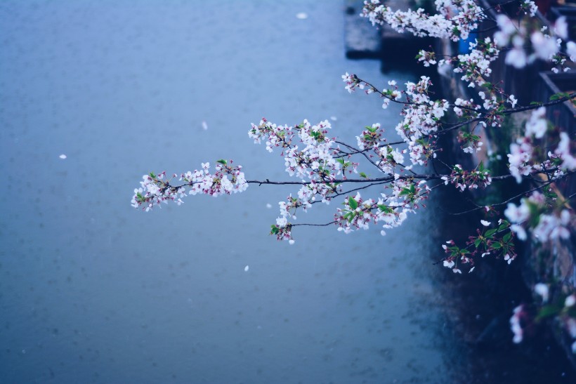 粉嫩娇俏的樱花图片