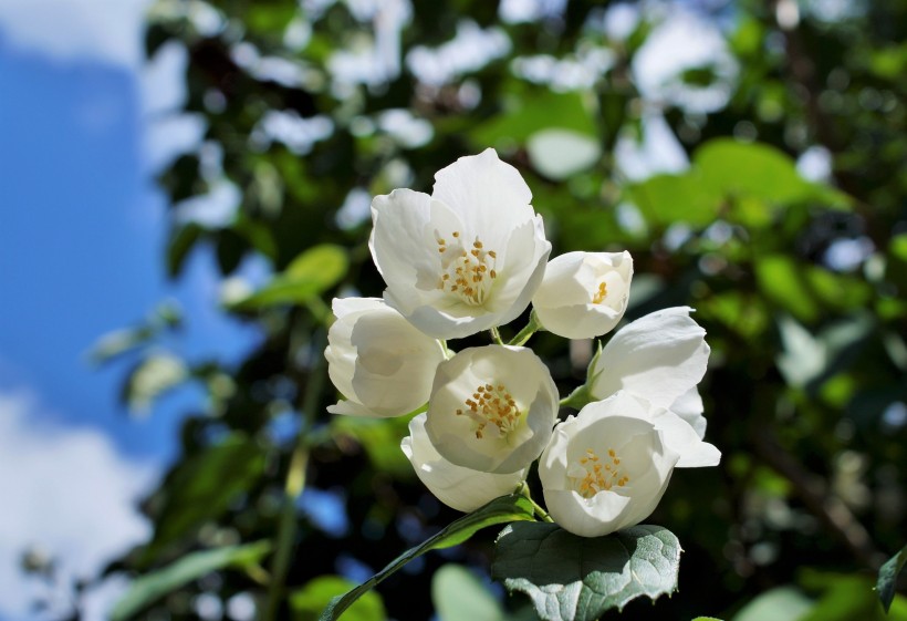 芳香洁白的茉莉花图片