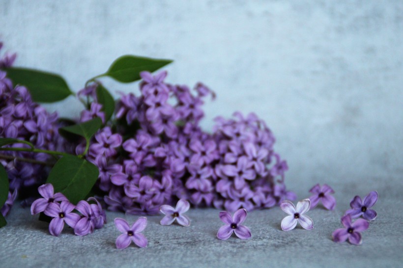 浓烈绽放的紫色丁香花图片