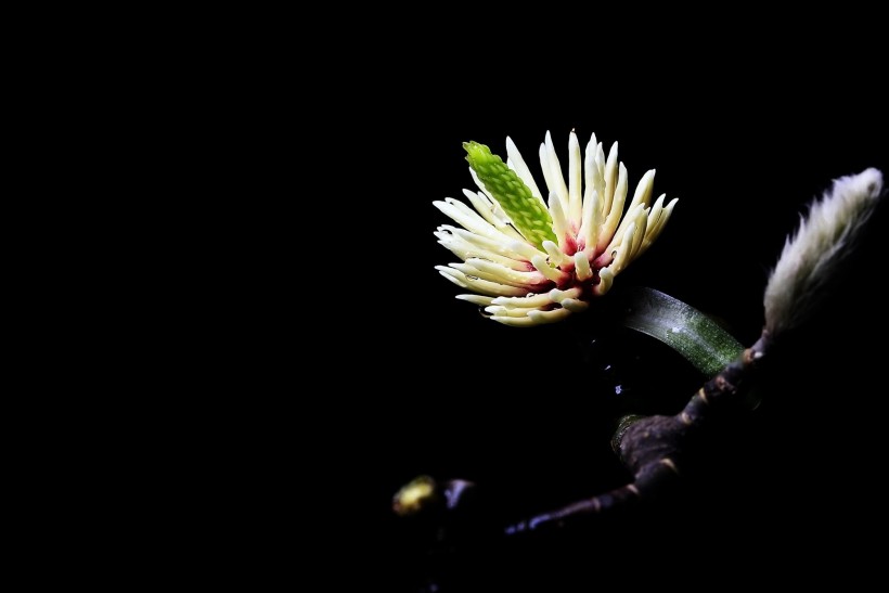 玉兰花花蕊图片