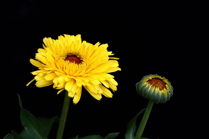 黄色的小菊花图片