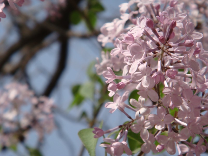 热闹盛开的丁香花图片