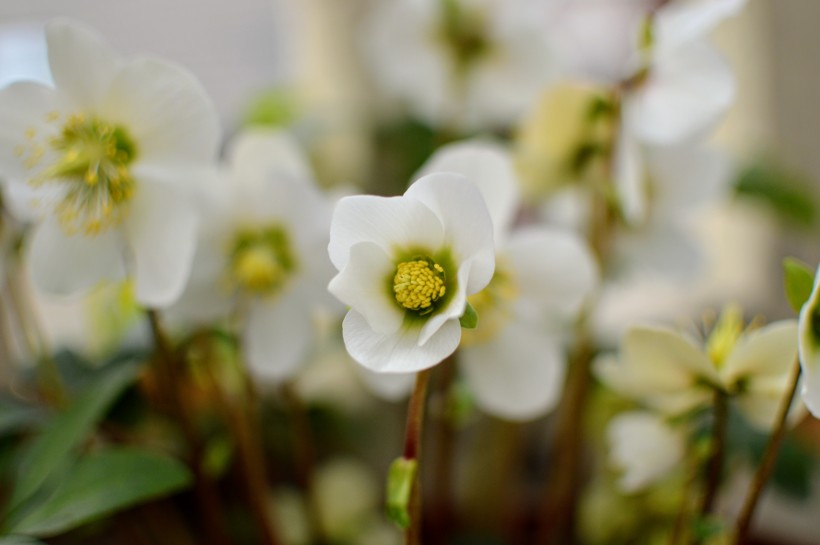 五颜六色的藜芦鲜花图片