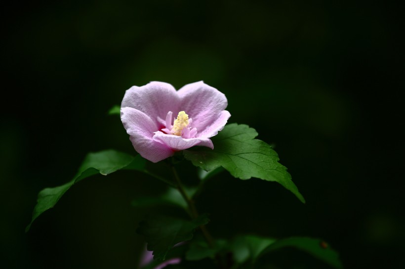 木槿花图片