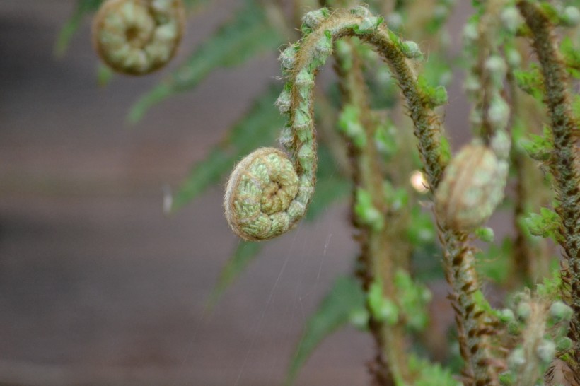 绿色蕨类植物图片