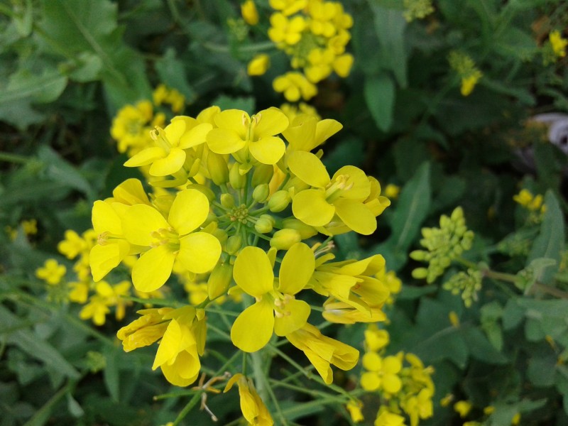 金黄的油菜花特写图片