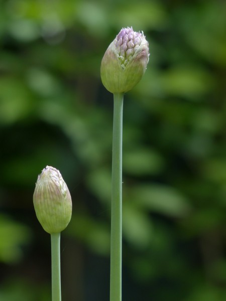 盛开的韭菜花图片