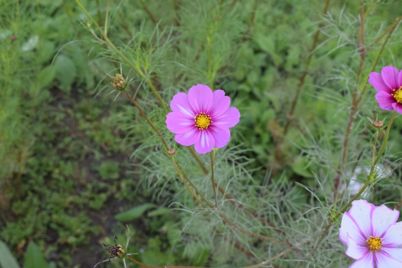 波斯菊特写图片