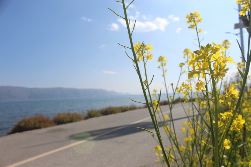 春天绿意盎然的油菜花田风景图片