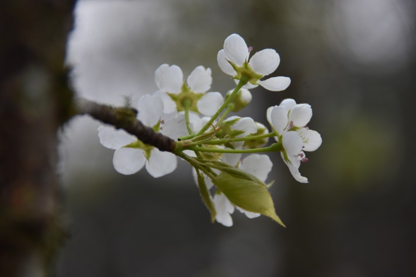 一树洁白如雪的梨花图片