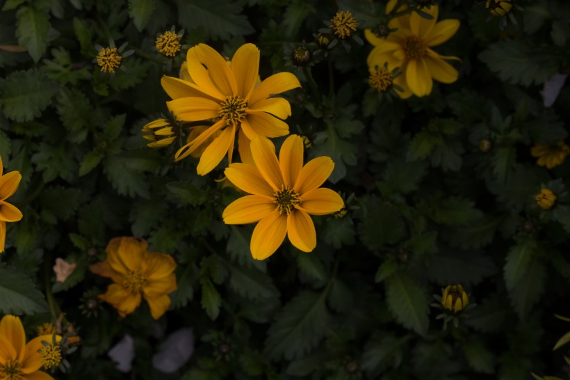 轮叶金鸡菊花图片