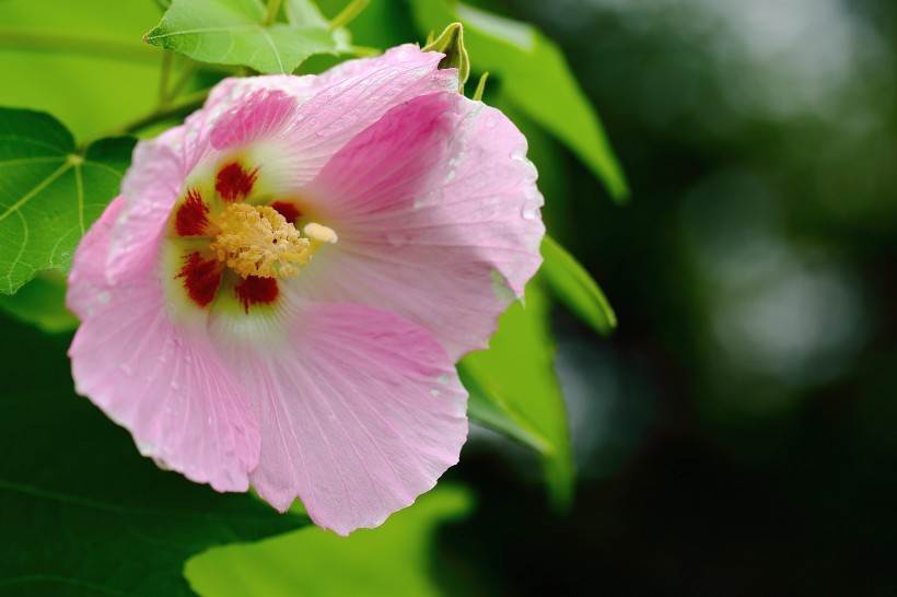 纯洁的芙蓉花图片