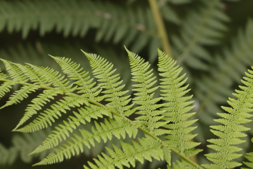 野生绿色蕨类植物图片