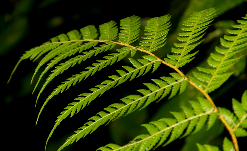 野生绿色蕨类植物图片