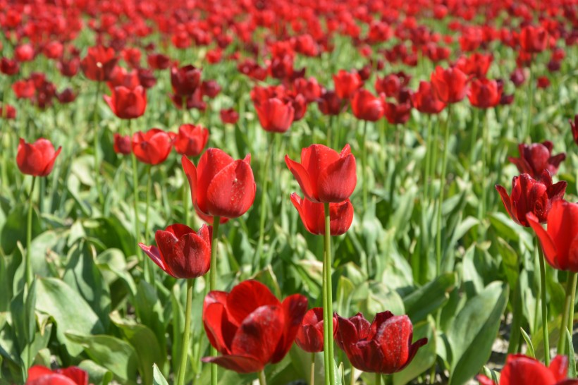 一片色彩缤纷的郁金香花田图片