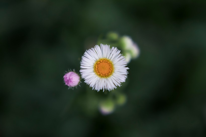 白色淡雅的雏菊花图片