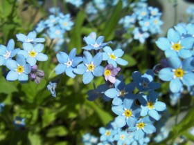 蓝色勿忘我鲜花图片(20张)