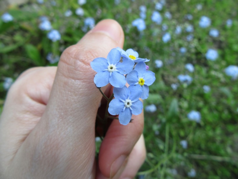 蓝色勿忘我鲜花图片