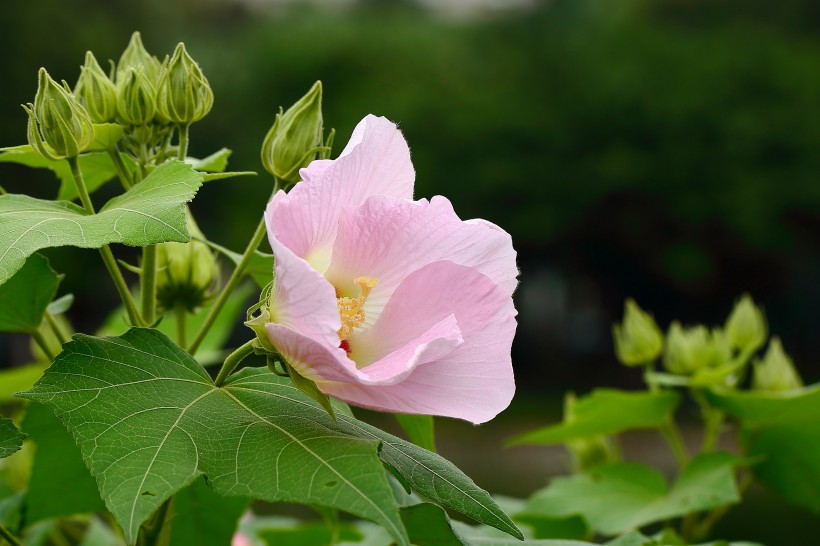 纯洁的芙蓉花图片