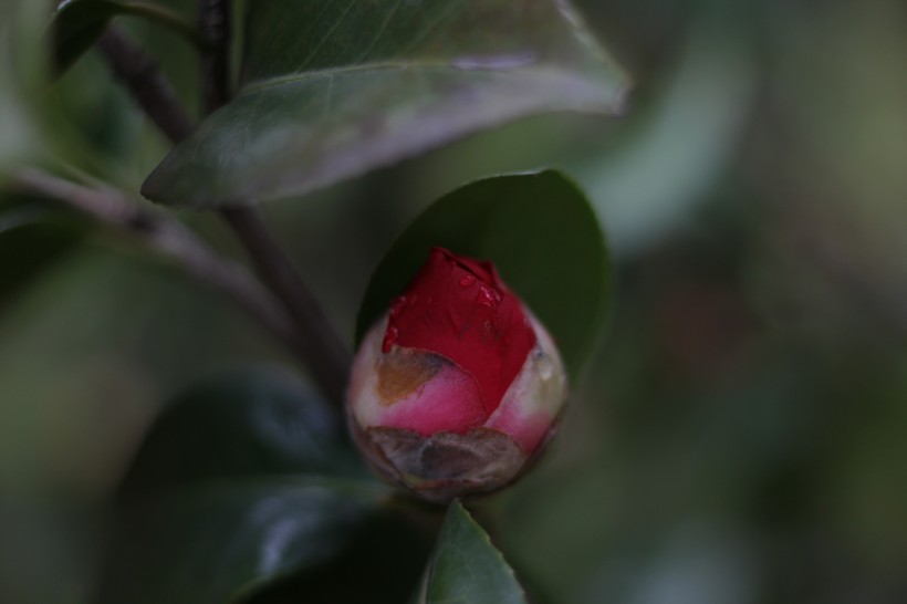 红露珍山茶花图片