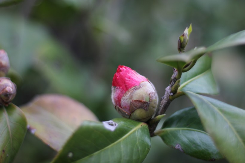 红露珍山茶花图片